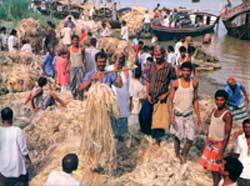 jute selling