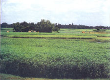 jute field