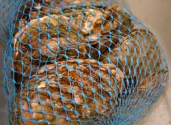 oysters in a mesh bag